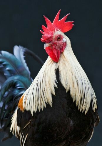 HOROZ