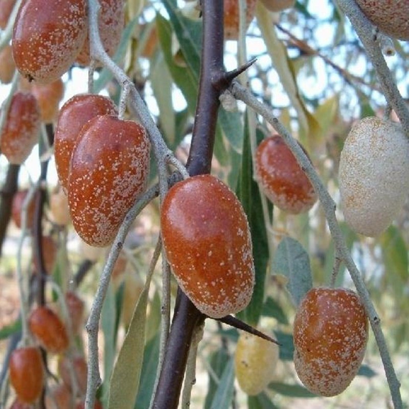 İĞDE