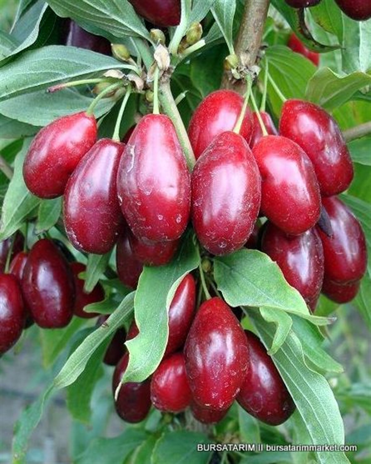 KIZILCIK